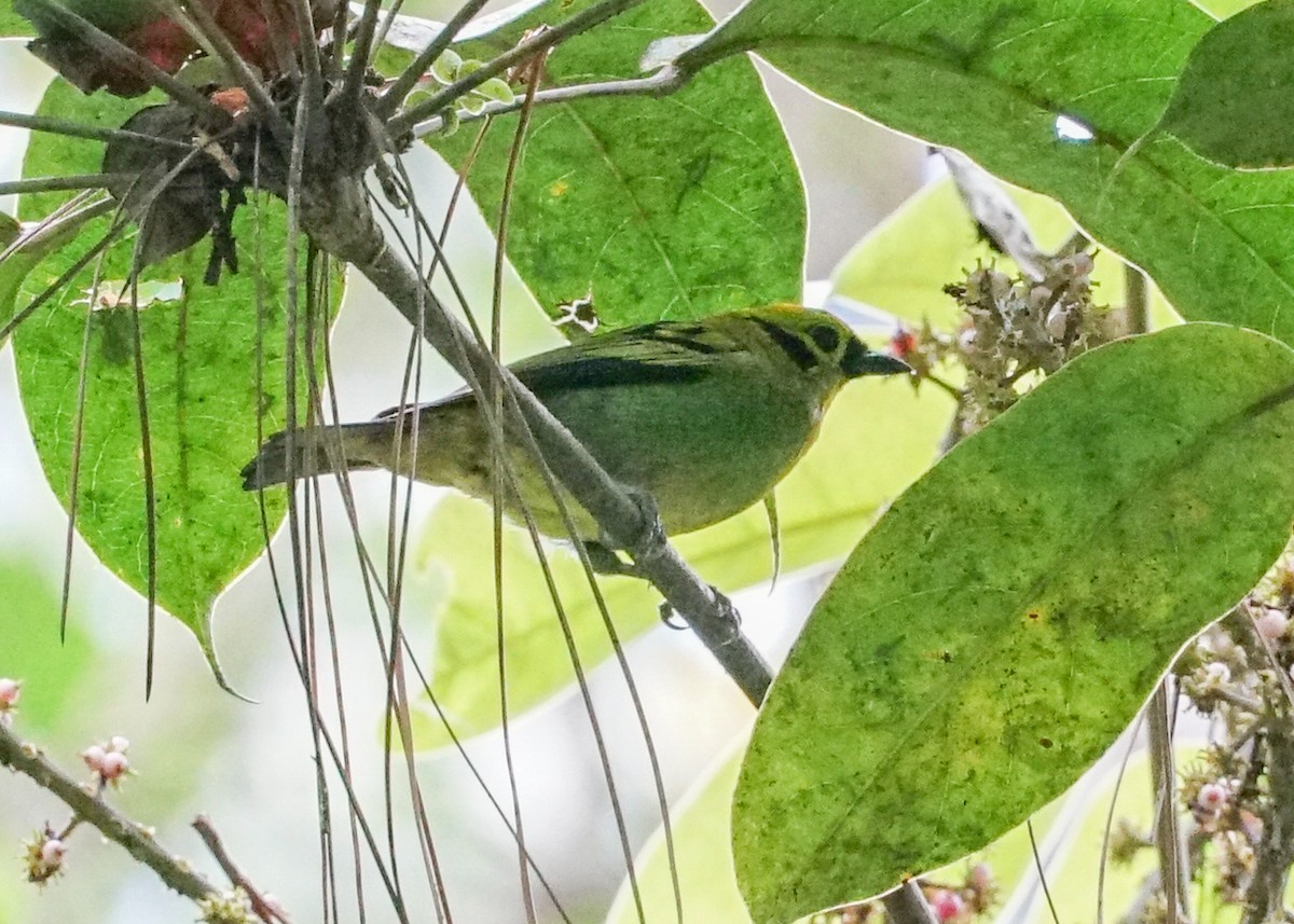 Emerald Tanager - ML618192131