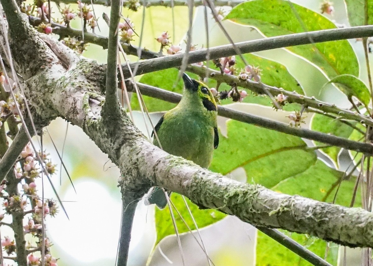 Emerald Tanager - ML618192132