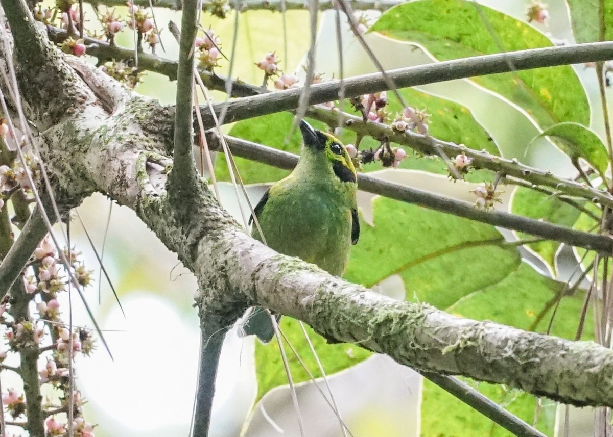 Emerald Tanager - ML618192133