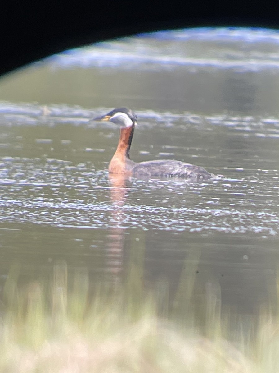 Red-necked Grebe - ML618192134