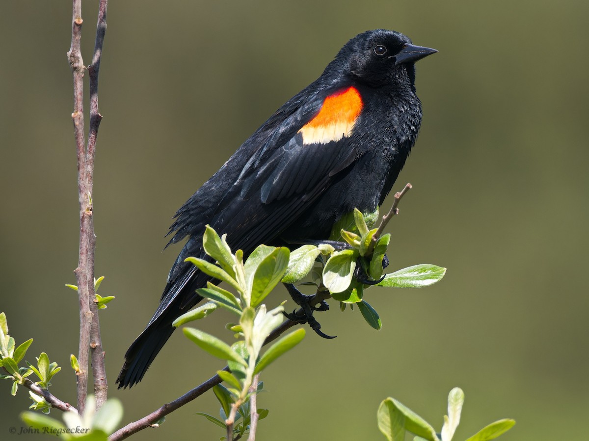 Red-winged Blackbird - John Riegsecker