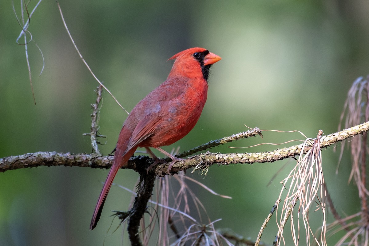 Cardinal rouge - ML618192155