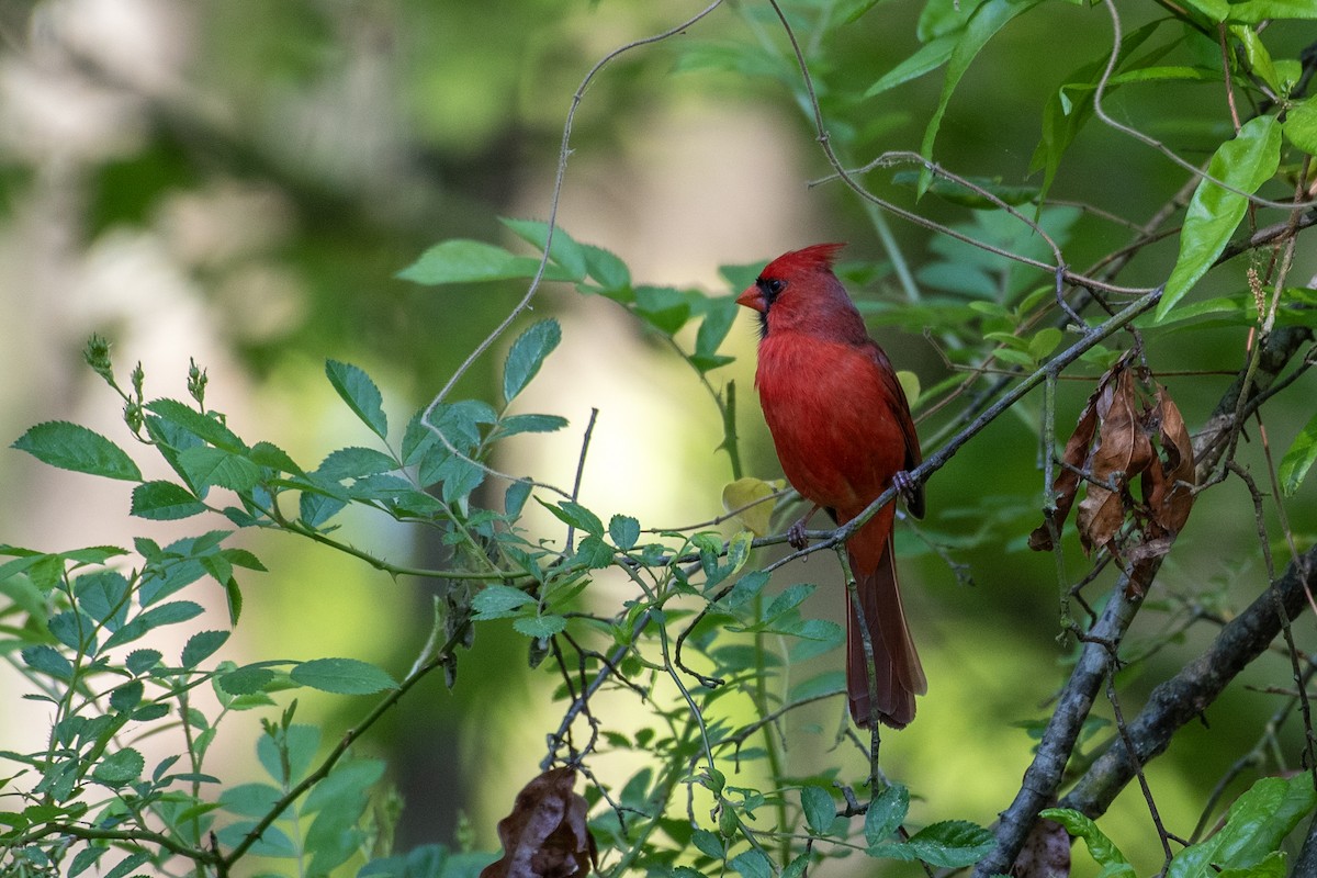 Cardinal rouge - ML618192156