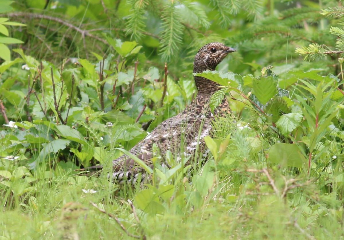 Spruce Grouse (Spruce) - Nathan Pieplow