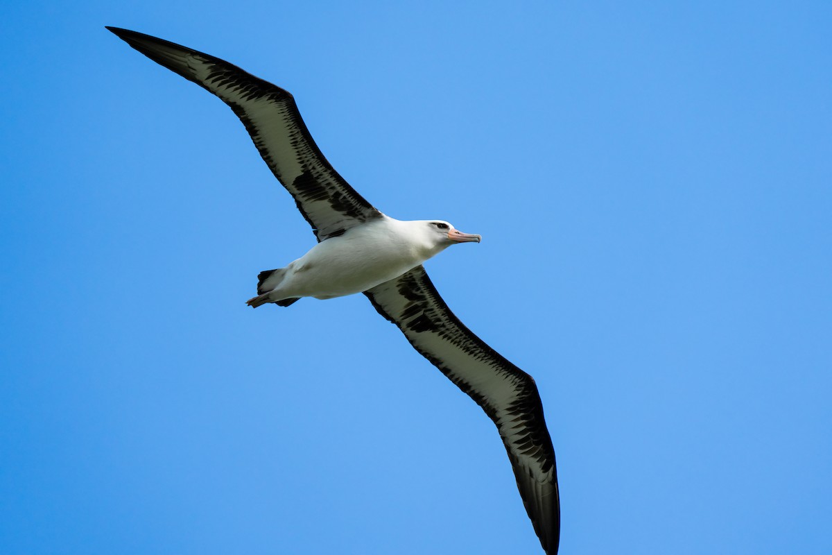 Albatros de Laysan - ML618192247