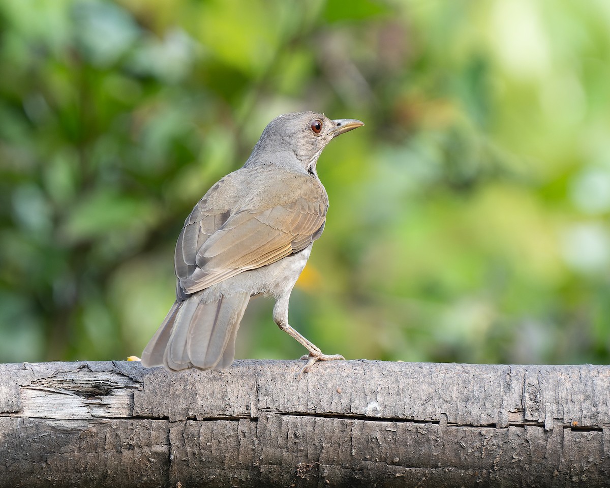 Pale-breasted Thrush - ML618192256