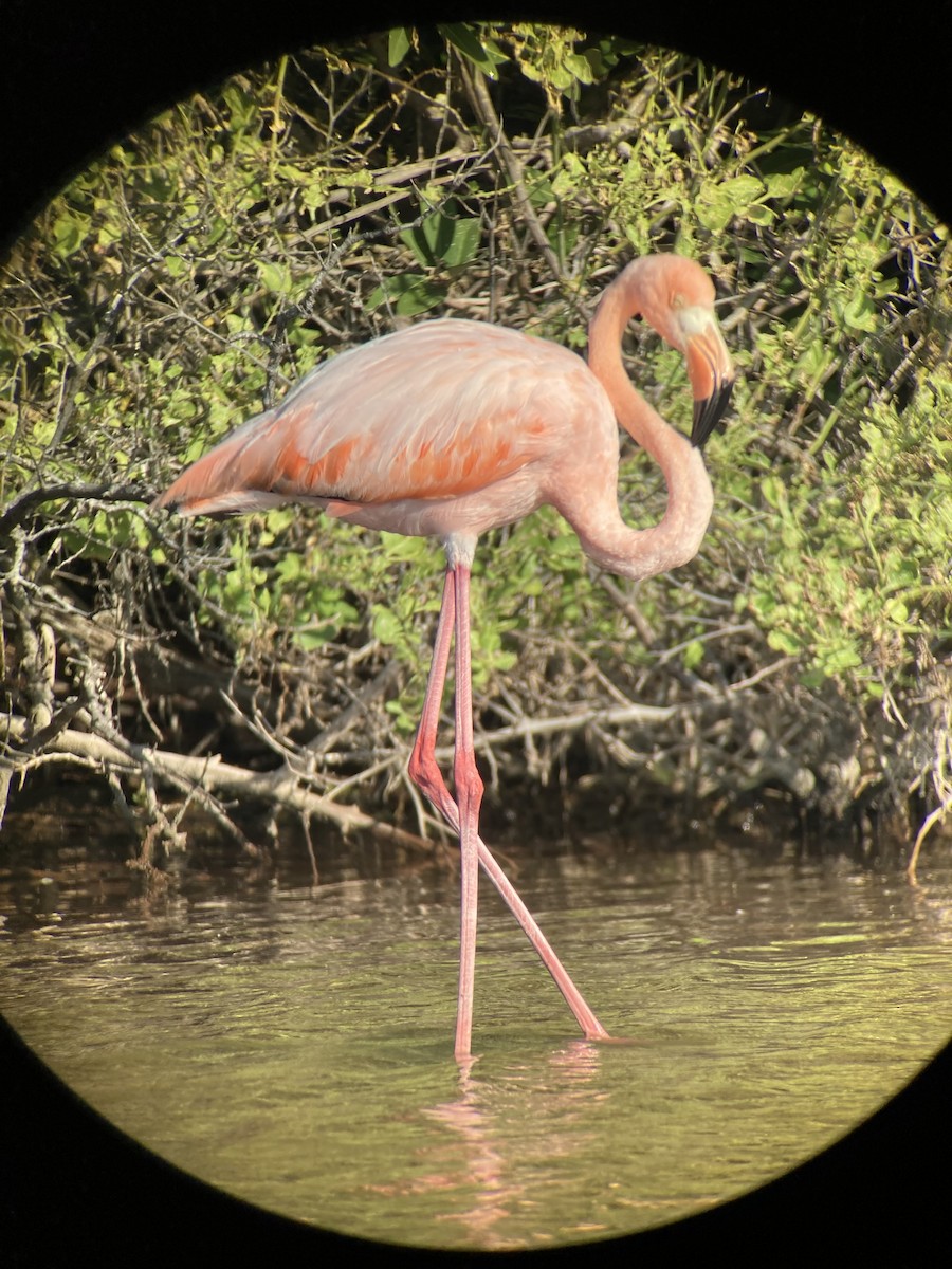 Amerika Flamingosu - ML618192271