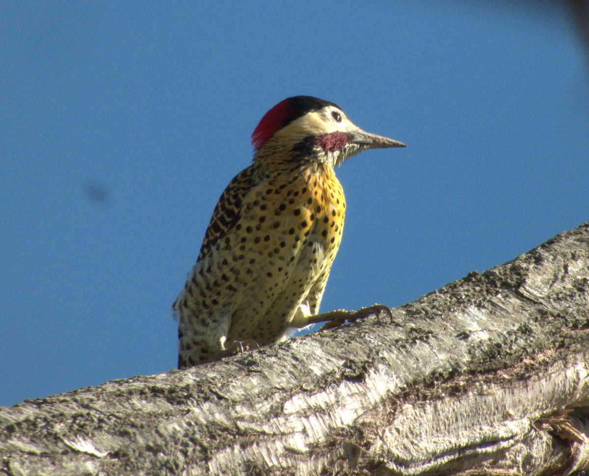 Green-barred Woodpecker - ML618192294