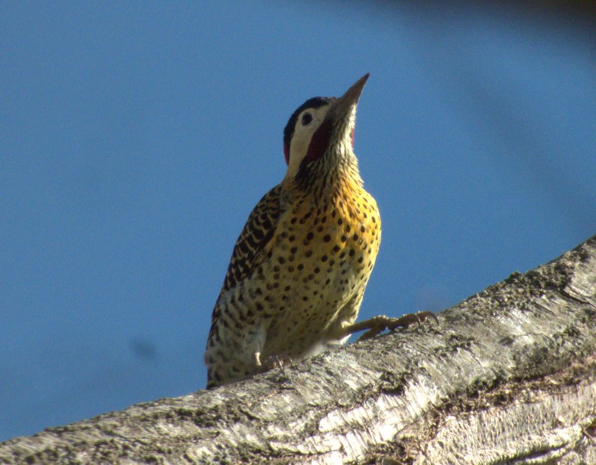 Green-barred Woodpecker - ML618192295