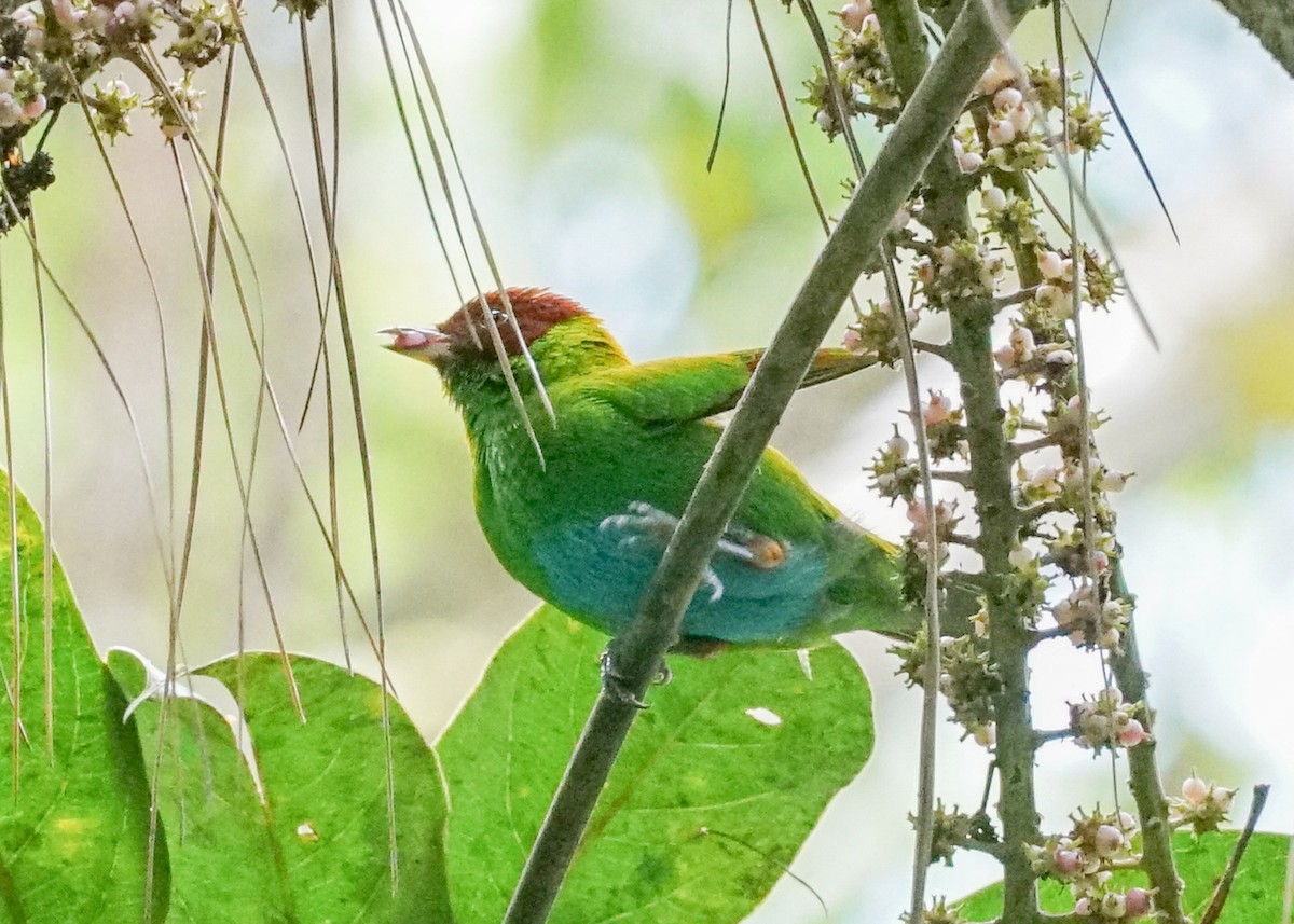 Rufous-winged Tanager - ML618192310