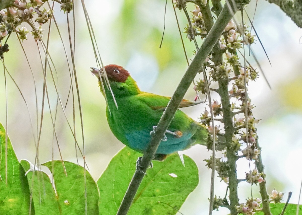 Rufous-winged Tanager - ML618192311