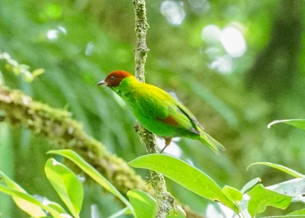 Rufous-winged Tanager - ML618192313