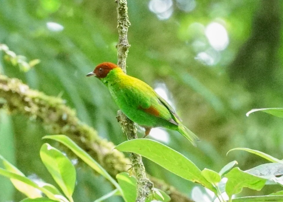 Rufous-winged Tanager - ML618192314