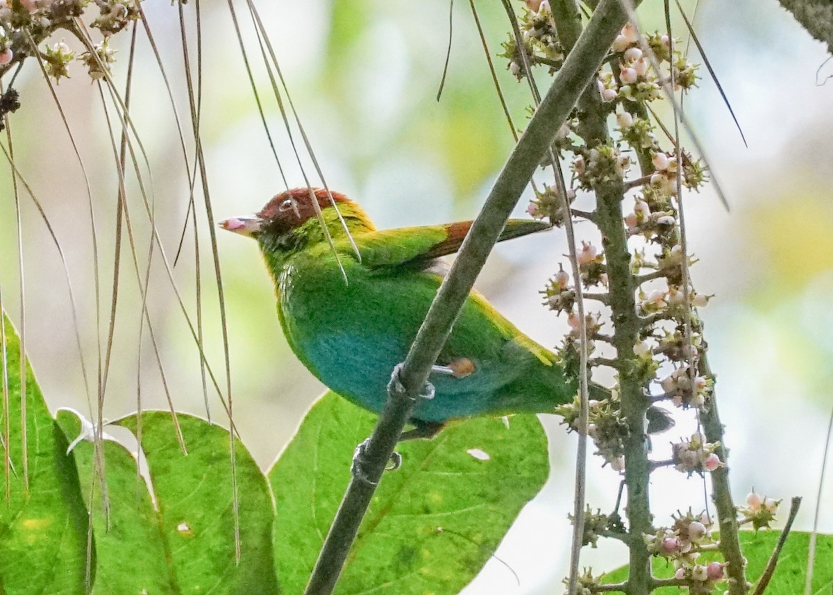 Rufous-winged Tanager - ML618192316