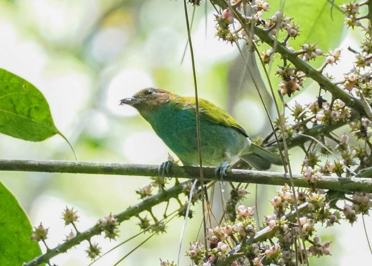 Bay-headed Tanager - ML618192330