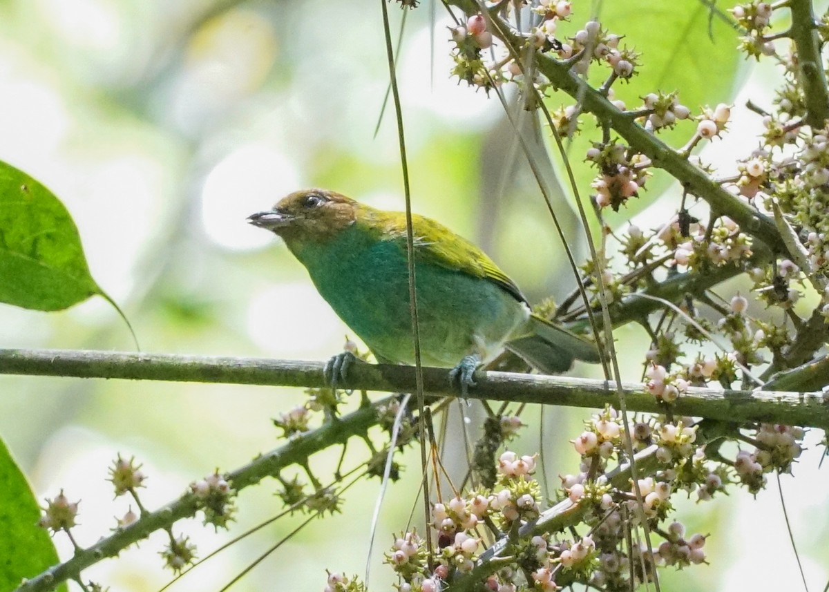 Bay-headed Tanager - ML618192331