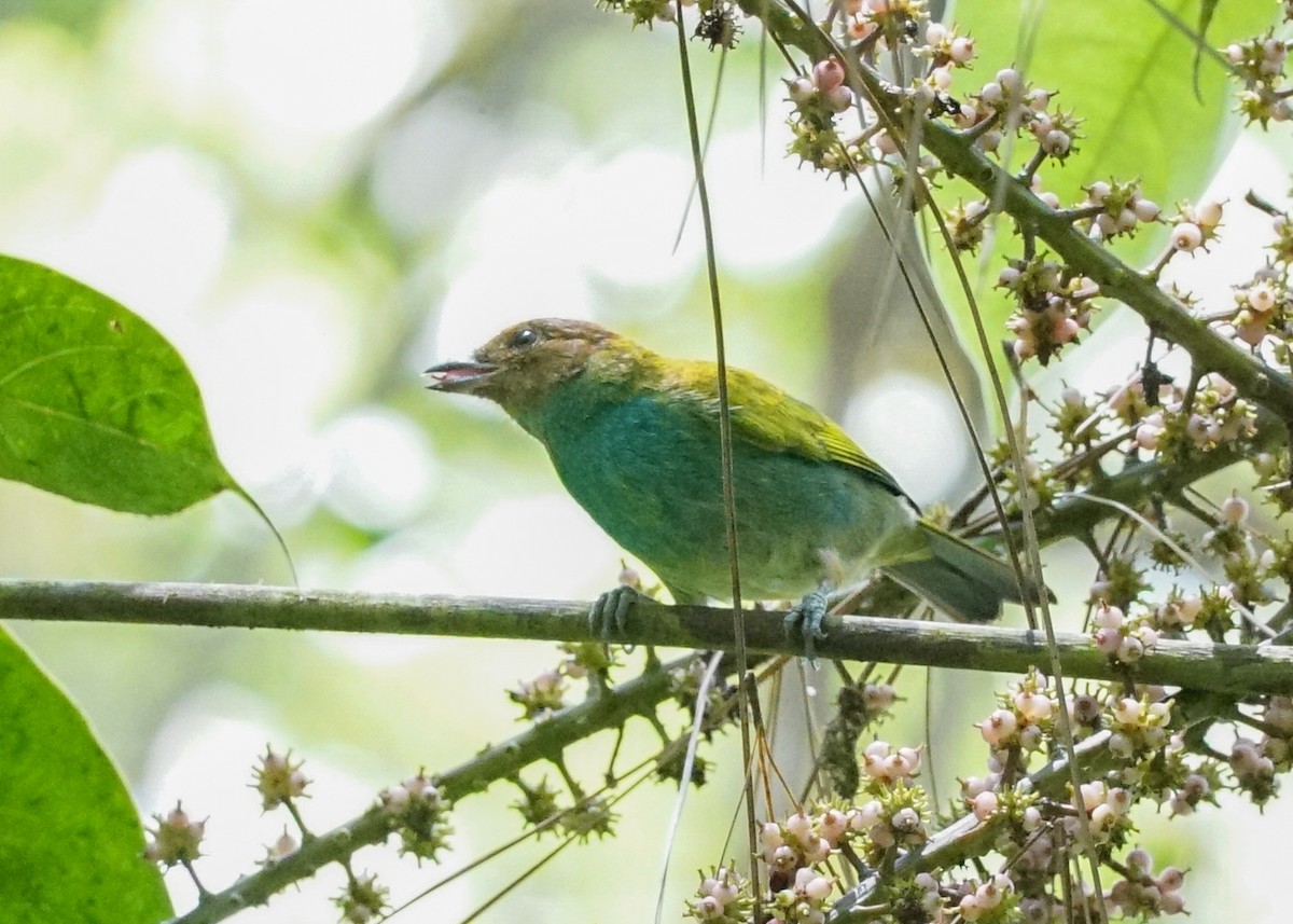 Bay-headed Tanager - ML618192332
