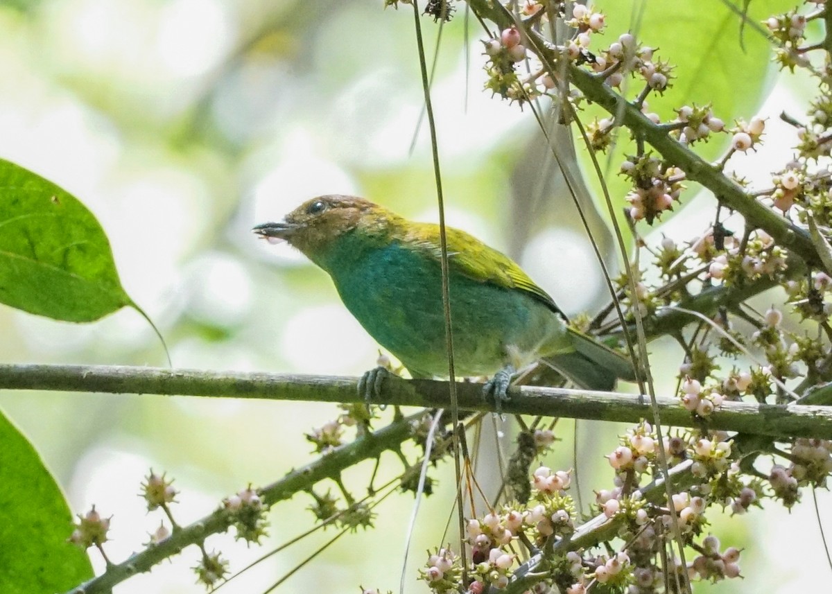 Bay-headed Tanager - ML618192333