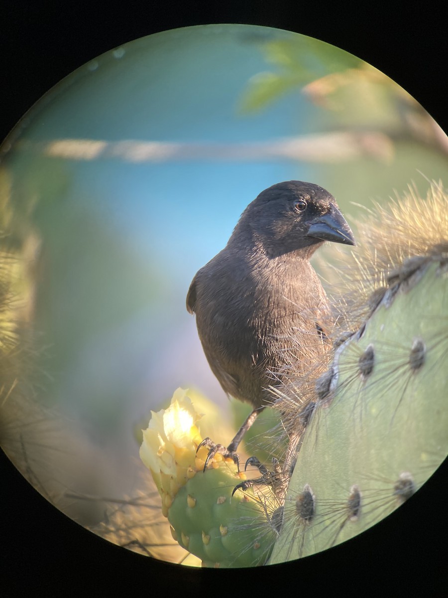 Common Cactus-Finch - E.G. Horvath