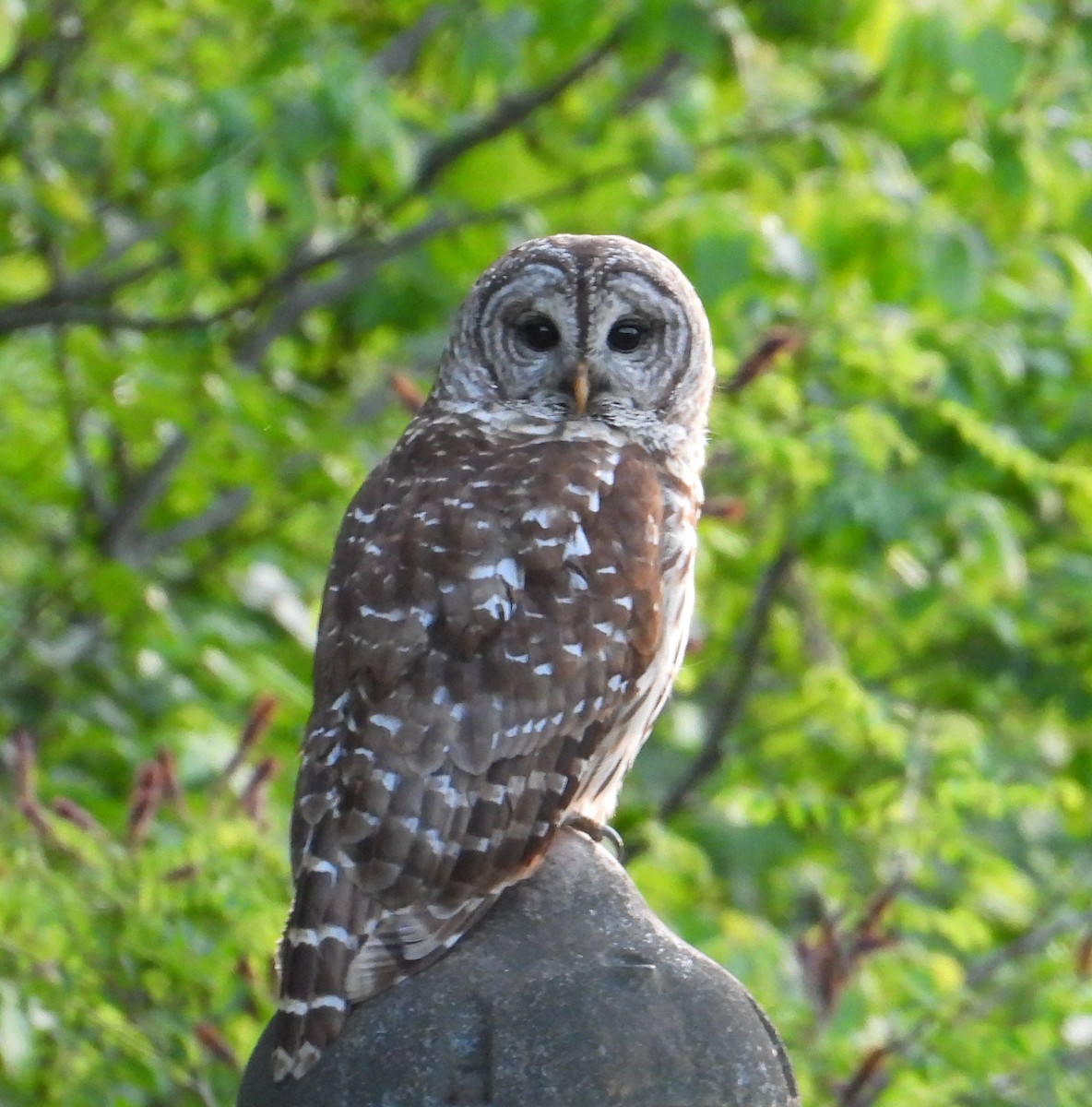 Barred Owl - ML618192360