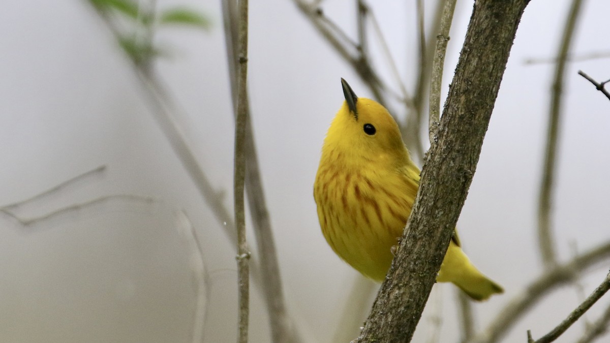 Yellow Warbler (Northern) - John Garrett