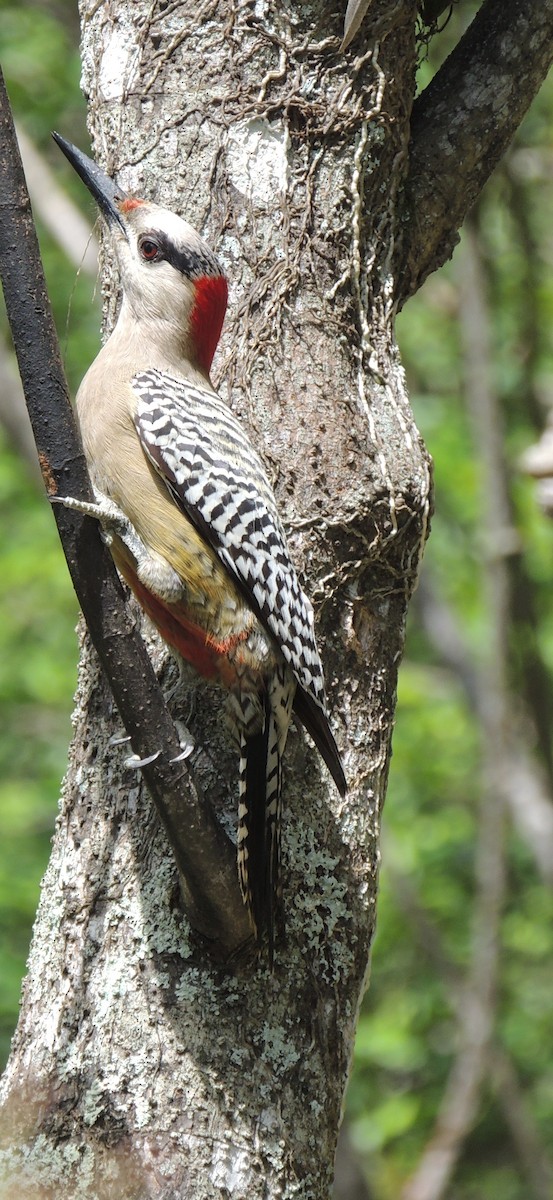 West Indian Woodpecker - Peter Bono