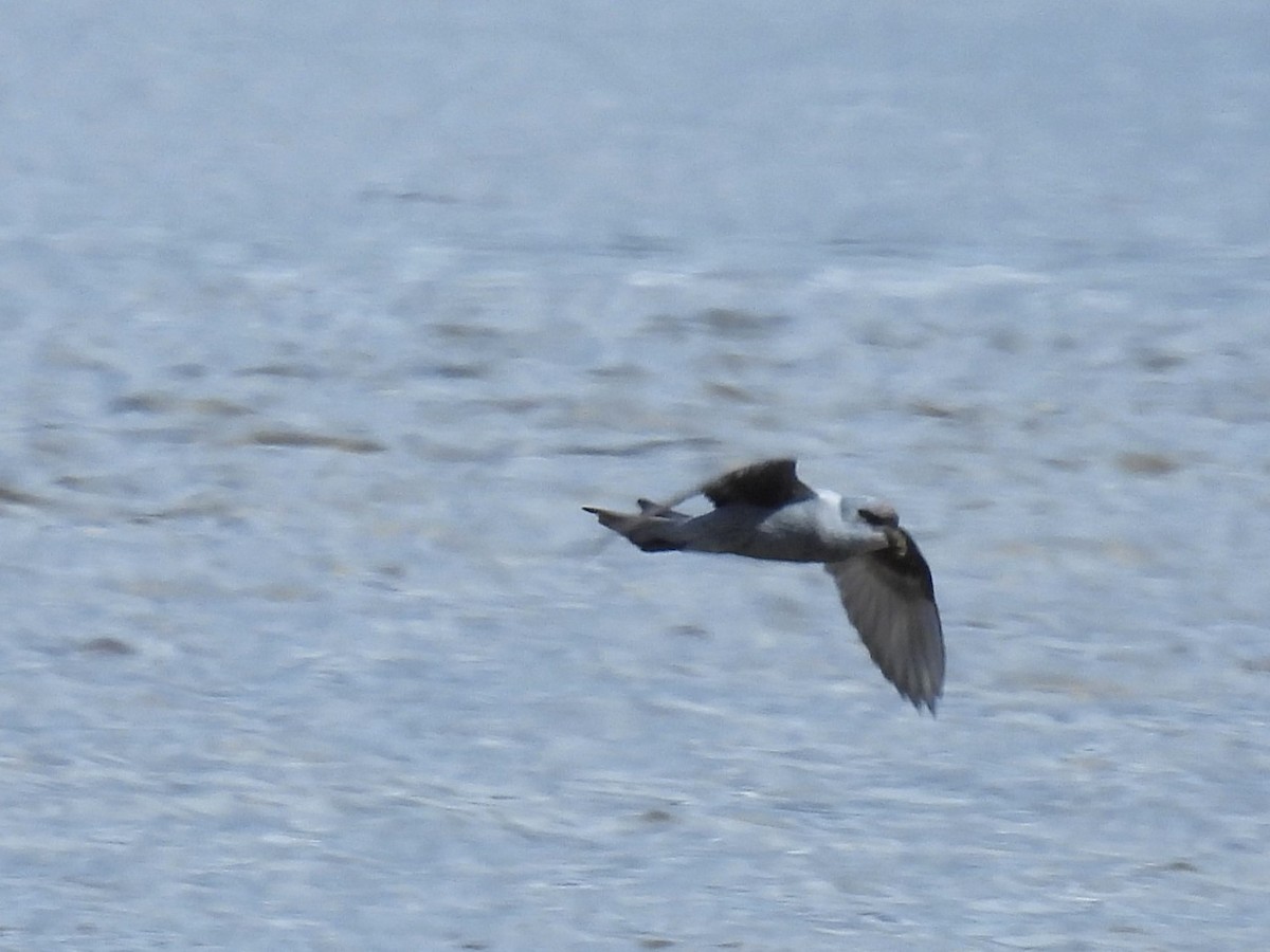 Fork-tailed Storm-Petrel - ML618192380