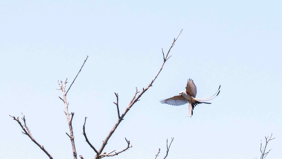 Scissor-tailed Flycatcher - ML618192386