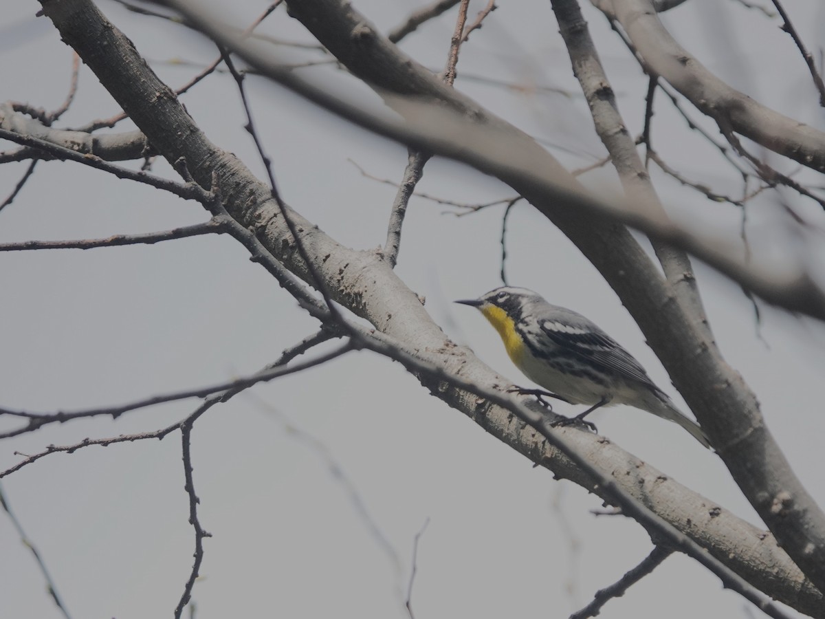 Yellow-throated Warbler - ML618192435