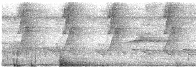 Langschnabel-Schattenkolibri [longirostris-Gruppe] - ML618192444