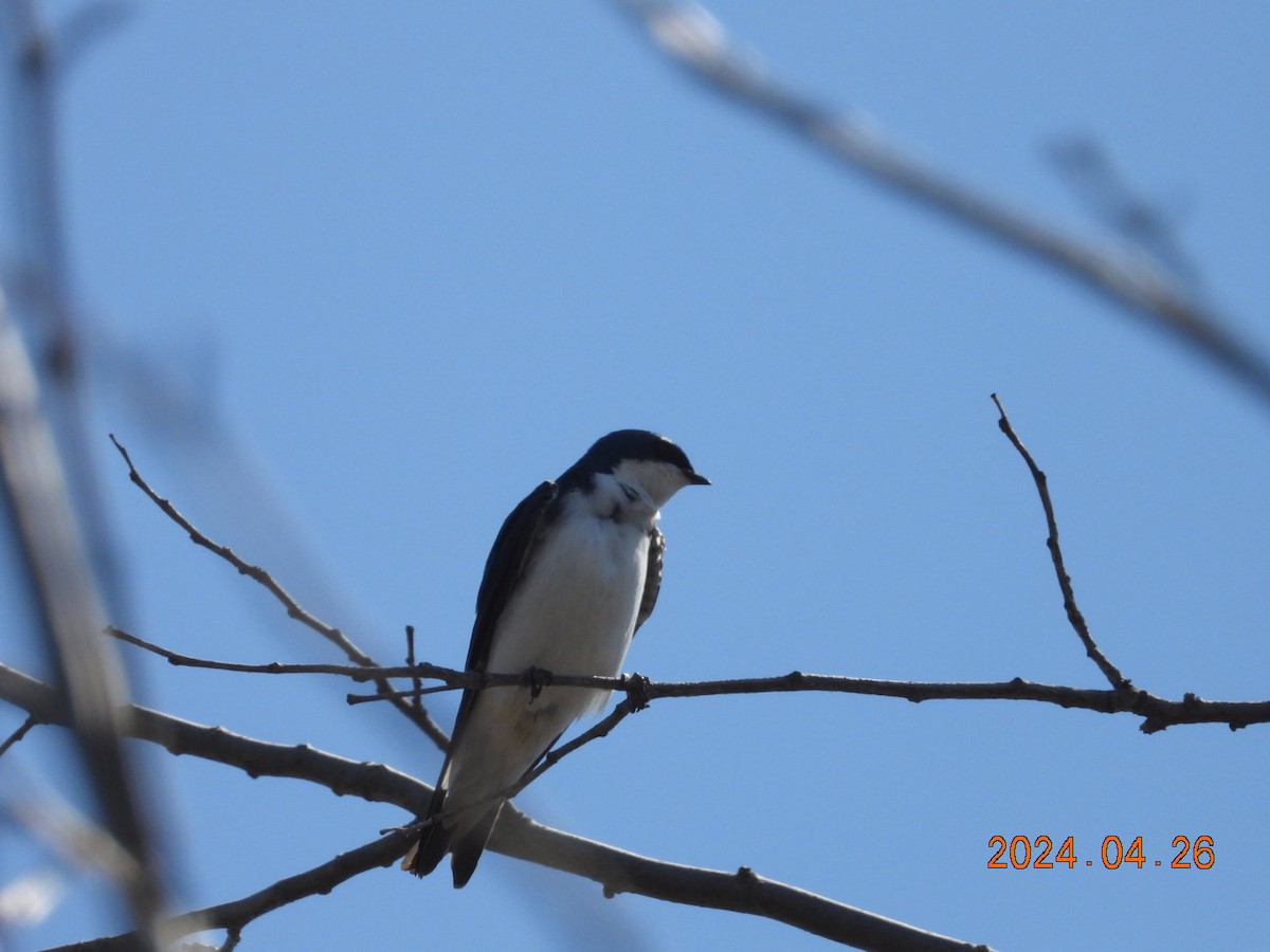 Tree Swallow - ML618192480