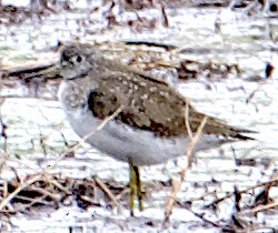 Solitary Sandpiper - Dave Trochlell