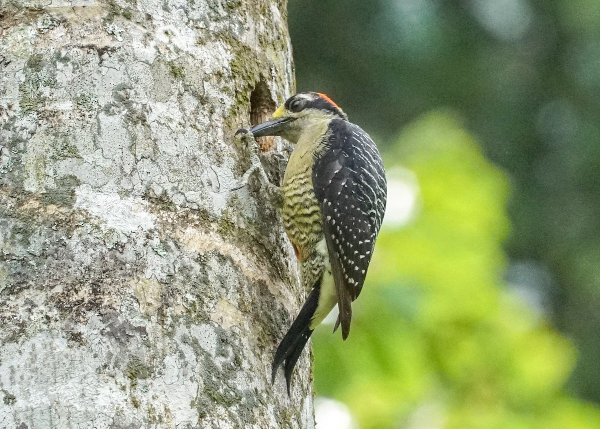 Black-cheeked Woodpecker - Shawn Pfautsch