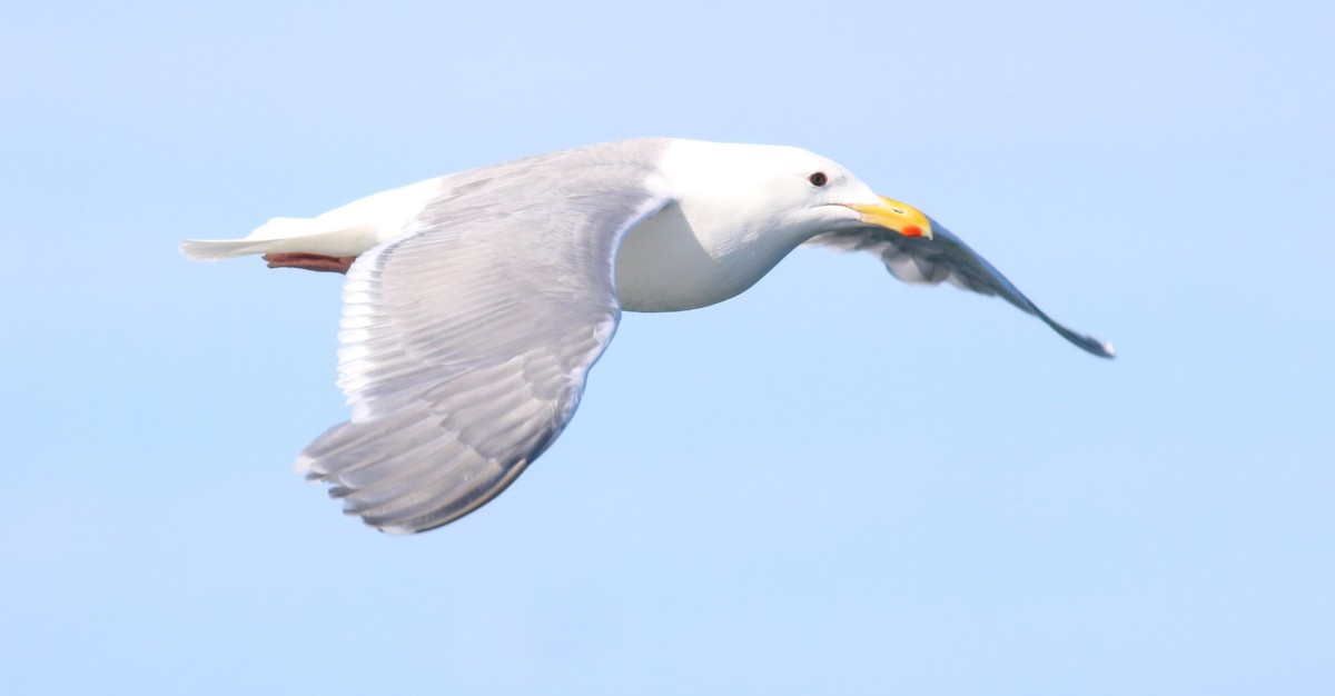 Glaucous-winged Gull - Nathan Pieplow