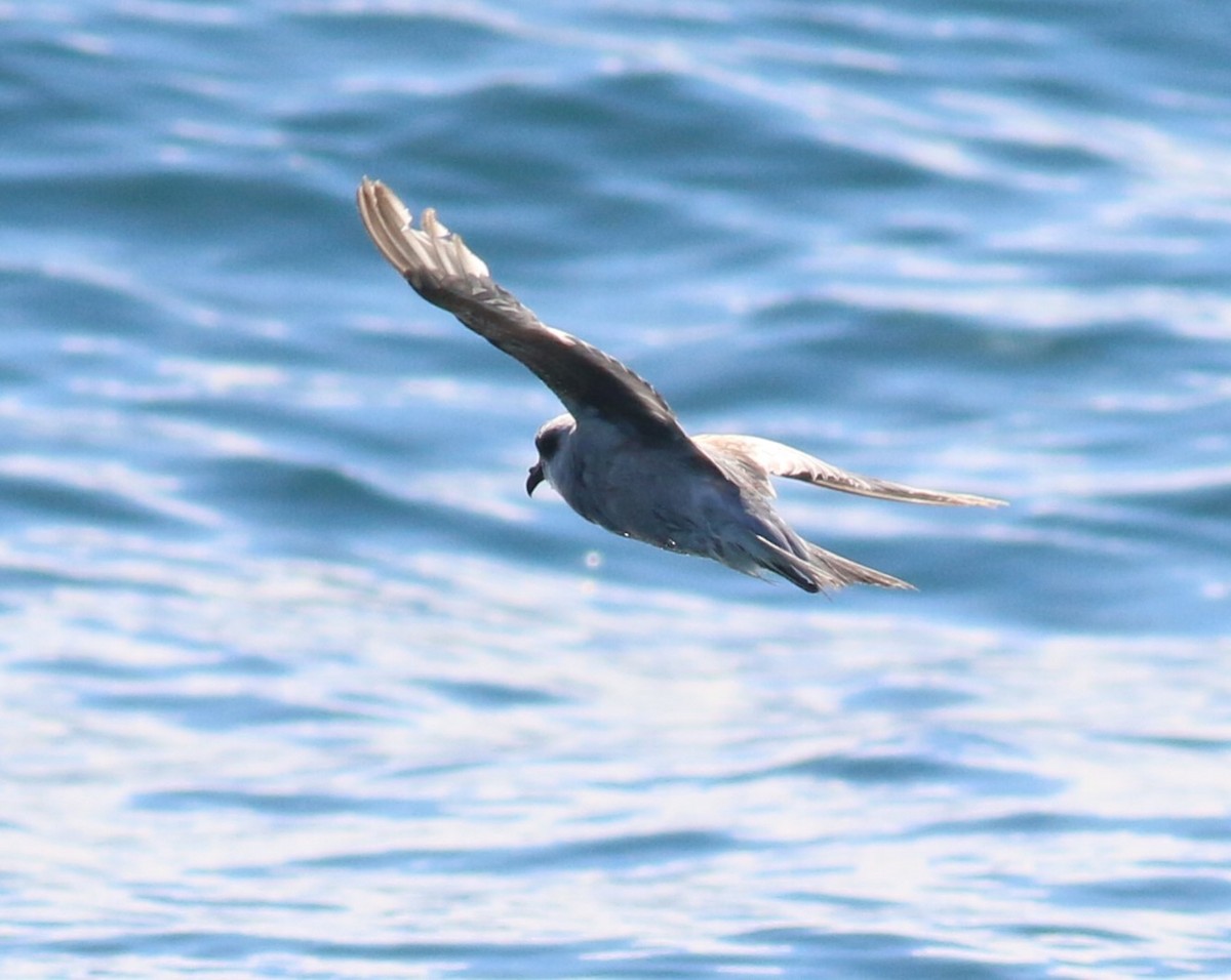 Fork-tailed Storm-Petrel - Nathan Pieplow