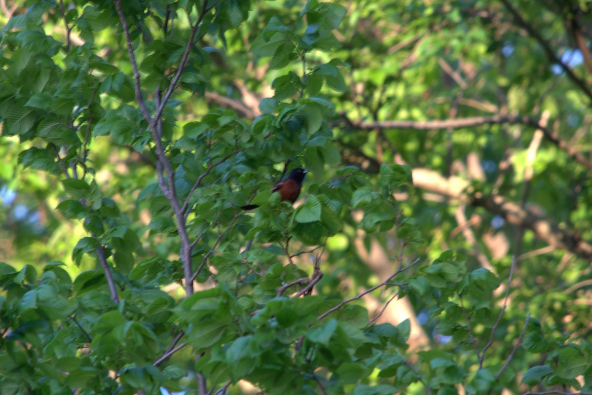 Orchard Oriole - ML618192582