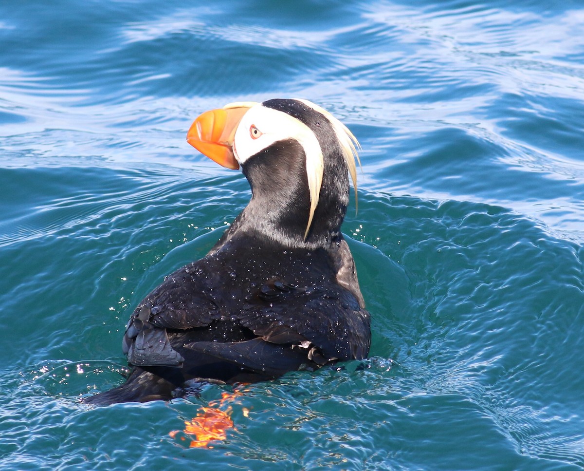Tufted Puffin - Nathan Pieplow