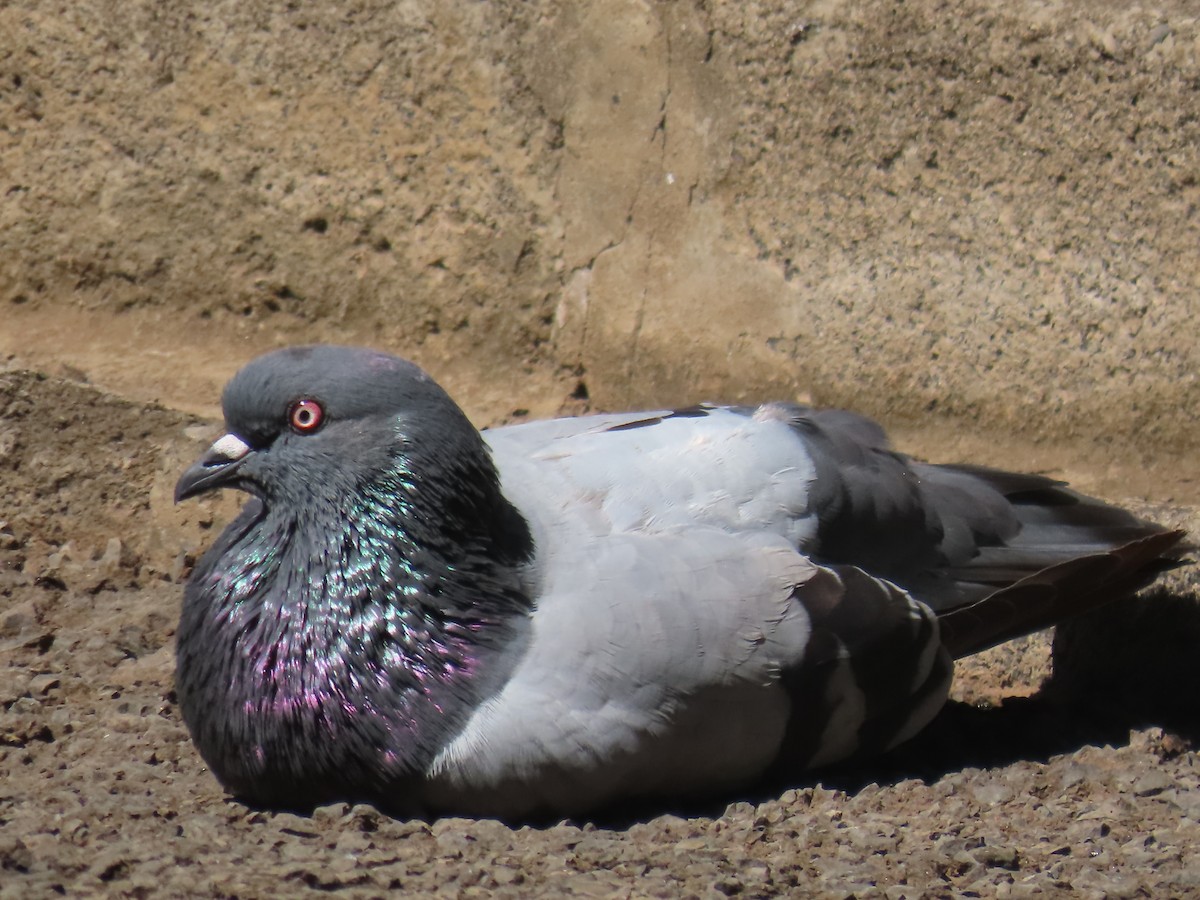 Pigeon biset (forme domestique) - ML618192640