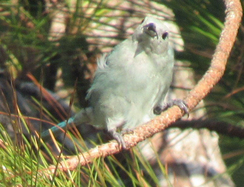 Blue-gray Tanager - ML618192645
