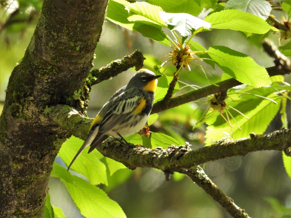 Yellow-rumped Warbler (Audubon's) - Kellie Sagen 🦉