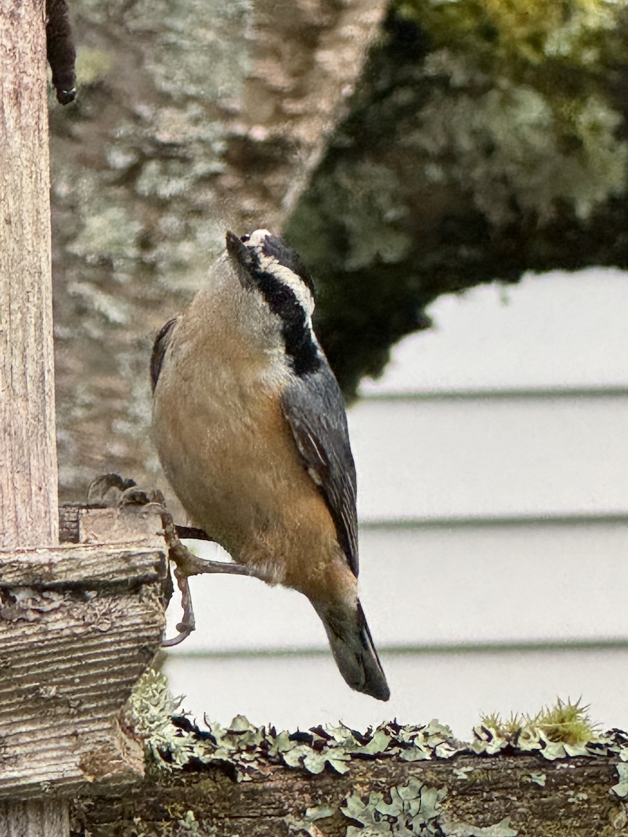 Red-breasted Nuthatch - ML618192678