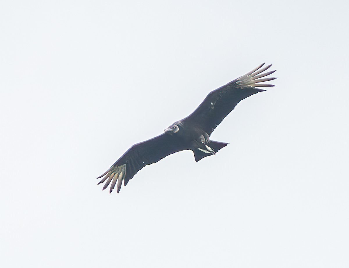 Black Vulture - ML618192682