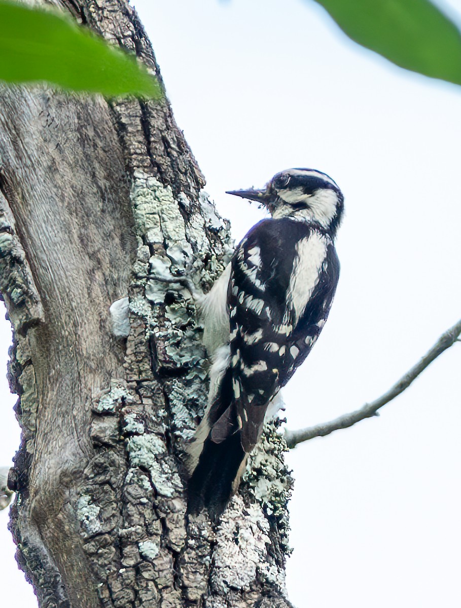 Downy Woodpecker - ML618192697