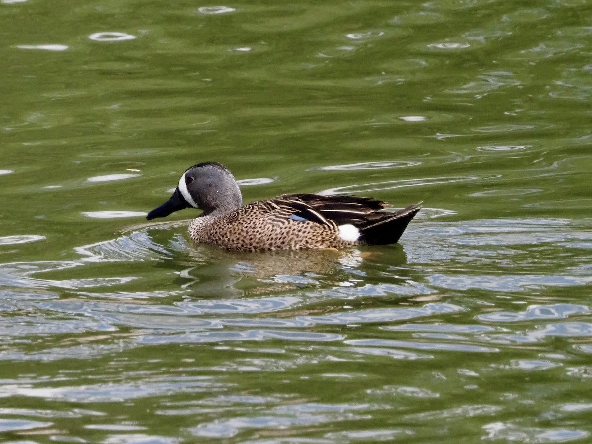 Blue-winged Teal - ML618192706