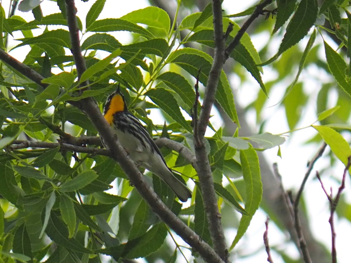 Yellow-throated Warbler - Sergey Buben
