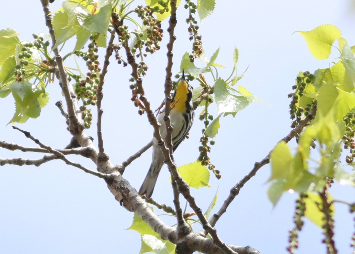 Yellow-throated Warbler - ML618192764