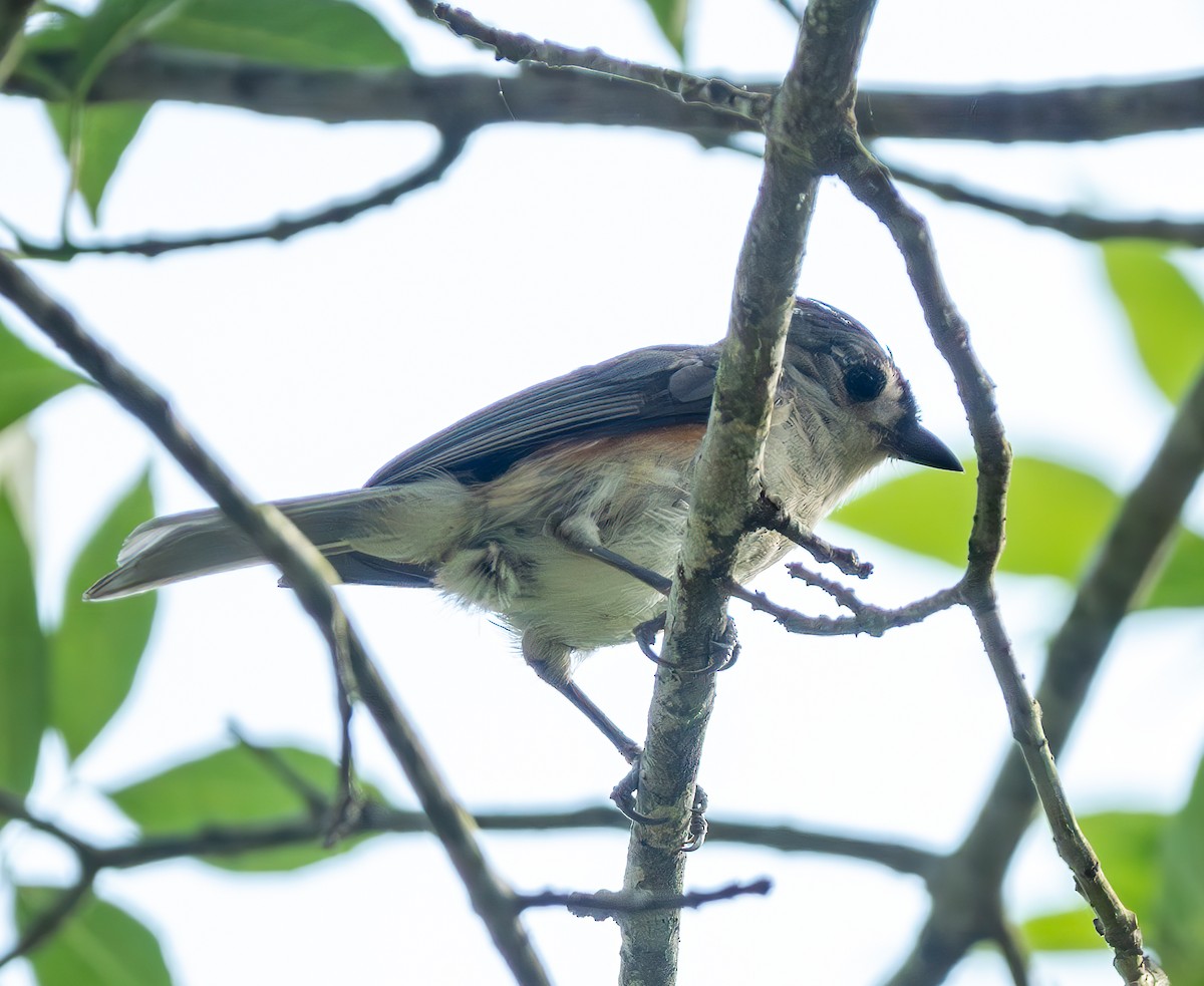 Tufted Titmouse - Mary-Rose Hoang
