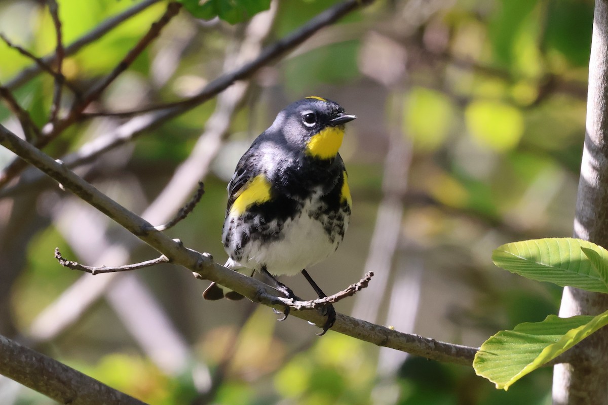 Yellow-rumped Warbler (Audubon's) - Peter Pyle