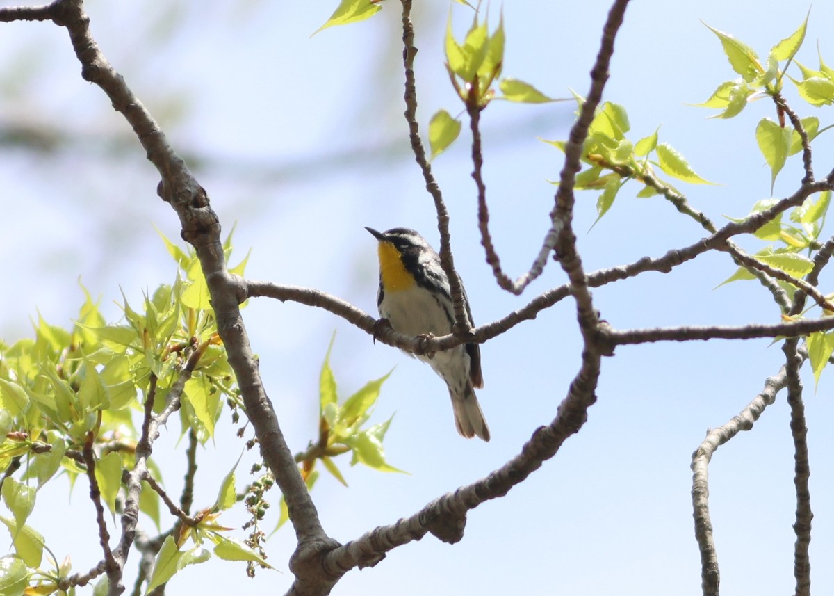 Yellow-throated Warbler - Jason Bojczyk