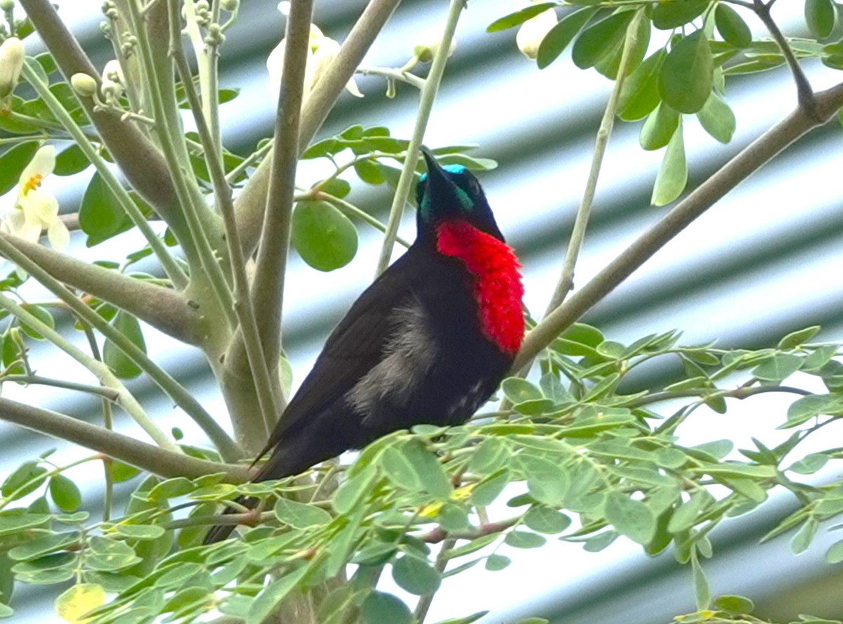 Scarlet-chested Sunbird - ML618192781
